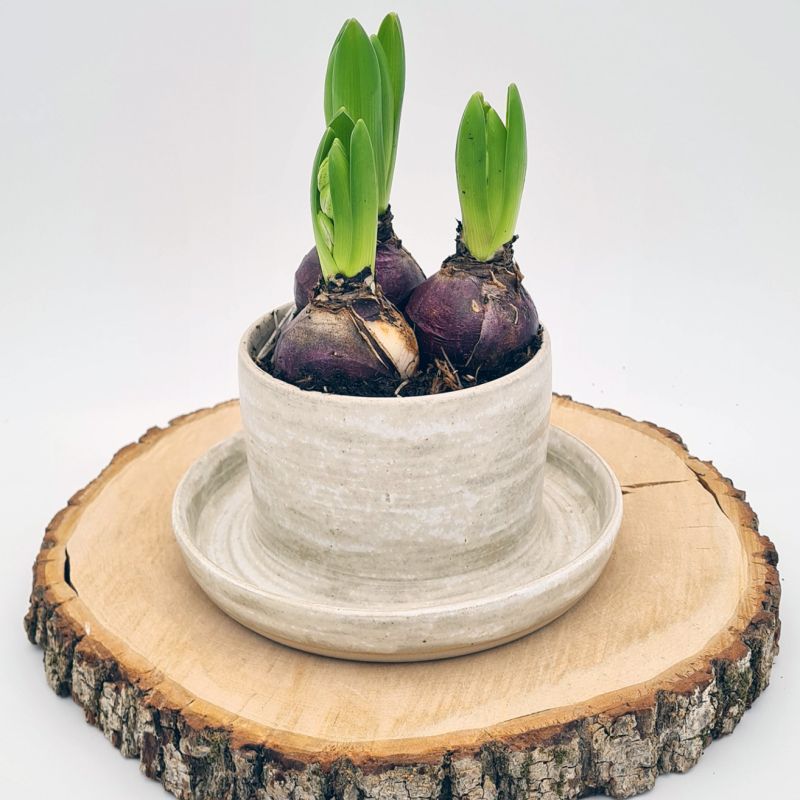 Pot de fleurs